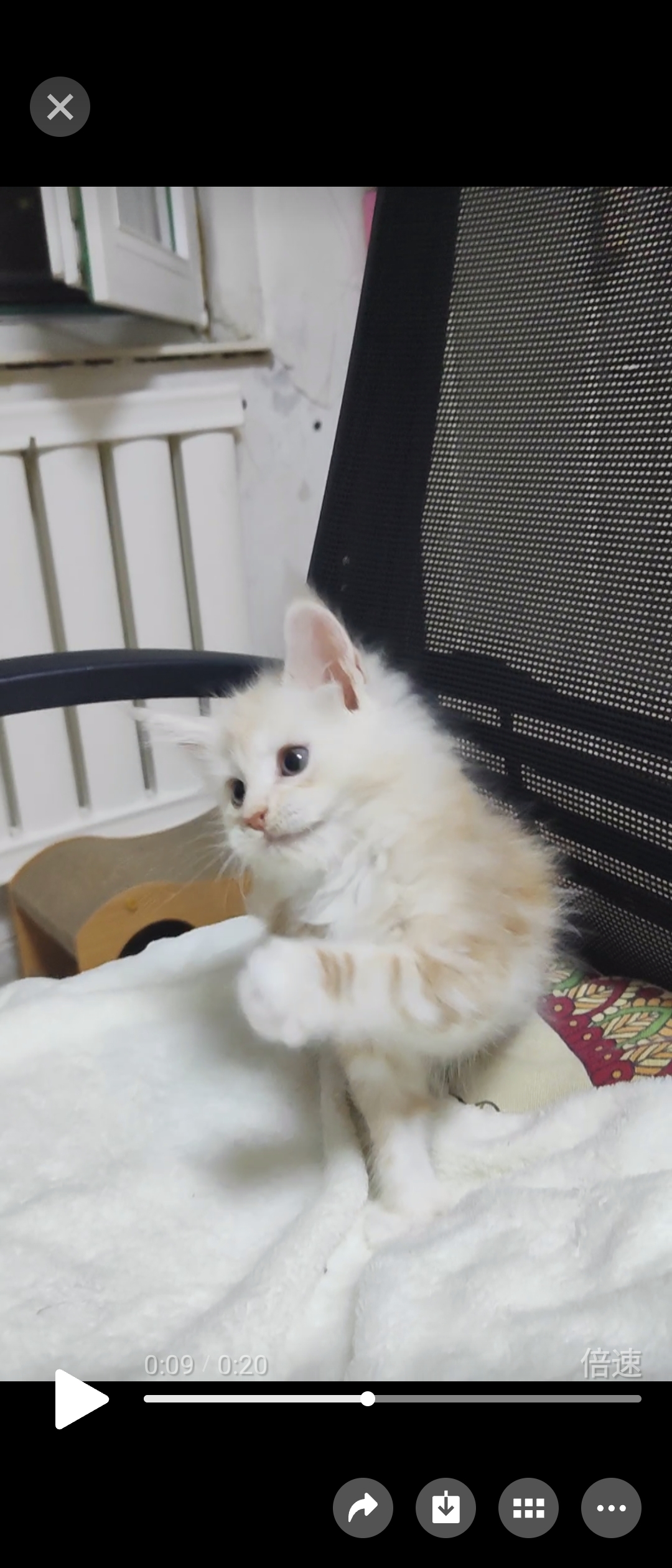 爱宠🐾